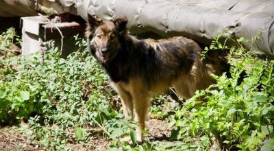 Los perros que deambulan por Chernóbil descienden de las mascotas abandonadas luego del accidente nuclear.