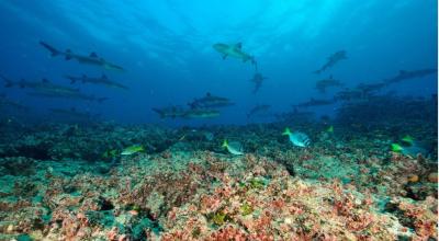 Imagen referencial. Especies endémicas, como peces y tiburones en Galápagos, el 4 de marzo de 2023. 