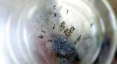 Mosquitos, de la especie Aedes aegypti, causantes del dengue, el 8 de marzo de 2023. 