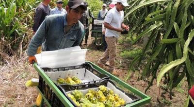 Productores de Pitahaya Amazónica de Palora, de la marca Jungle Fruit, en el sector de Arapicos.