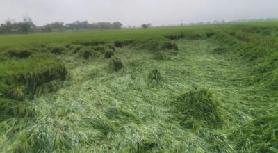 Cultivos de arroz dañados por las lluvias en el cantón Palestina, provincia de Guayas, marzo de 2023. 