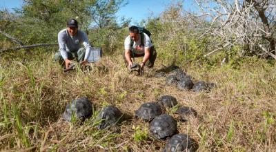 Parque Nacional Galápagos, el 29 de marzo del 2023, donde se observa a dos trabajadores del parque cargando a unas tortugas para su liberación.