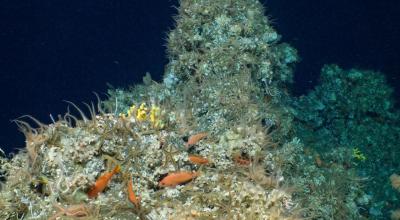 Panorámica de una parte del arrecife de coral recién descubierto en Galápagos, el 17 de abril de 2023. 
