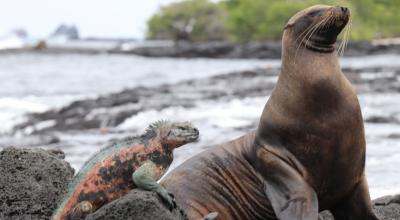Imagen referencial de fauna en las Islas Galápagos, enero de 2022.