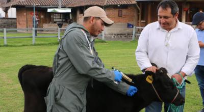 Vacunación de ganado de la Asociación Holstein contra fiebre aftosa, el 17 de mayo de 2023, en Quito. 