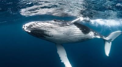 Una ballena jorobada joven vista en el fondo del mar. 