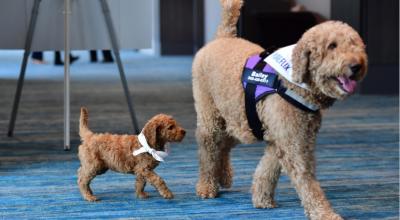 Dos perros en una exhibición en Miami, Estados Unidos, el 23 de mayo de 2023. 