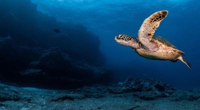 Imagen referencial de la reserva marina de Galápagos, el 14 de enero de 2022.