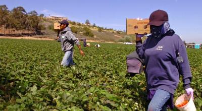 Trabajadores latinoamericanos en un campo de fresas en Estados Unidos.