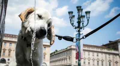 Un perro bebe agua de una fuente durante un caluroso día en Turín, Italia. Foto del sábado 15 de julio de 2023. 
