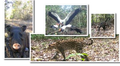Algunas de las especies captadas por las cámaras trampa del proyecto Keep in Science, en Guayaquil. 