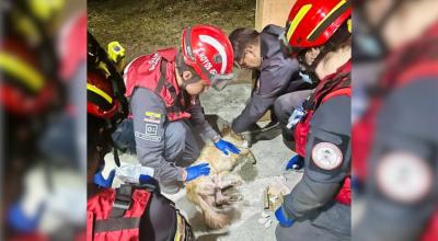 Un perrito herido por un incendio en Quito, el 30 de agosto de 2023. 