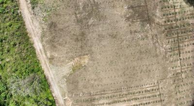 Vista aérea de una zona en Palora, Morona Santiago, donde se observa la extensión de los cultivos de pitahaya cerca de los bosques.