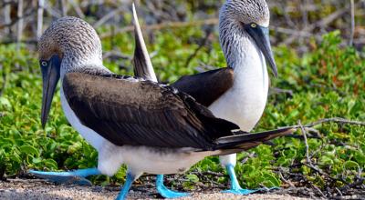 Dos piqueros de patas azules en Galápagos. 