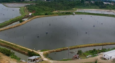 Tierra concesionada a camaroneras en el sector de El Churo, cantón de Pedernales, Manabí. Foto del 19 de septiembre de 2023. 