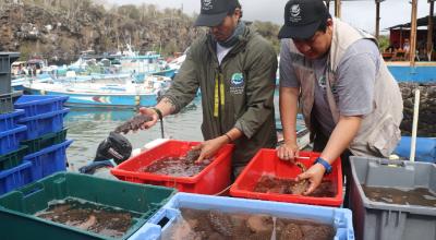 Faenas de captura de pepino de mar en Galápagos