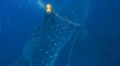 Buzo salva tiburón ballena en Galápagos el 1 de octubre de 2023.