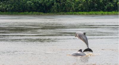 Dos delfines de río, amenazados por varios factores, como el cambio climático, en la Amazonía. 