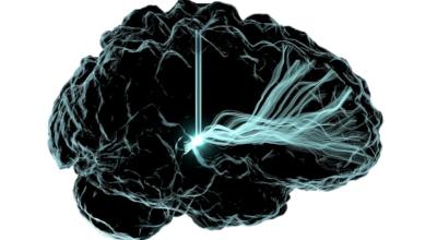 Ilustración del cerebro humano, revelado por el proyecto BigBrain 2025.