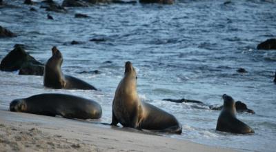 Lobos marinos en la isla San Cristóbal, Galápagos, el 1 de julio de 2023