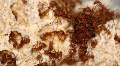 Imagen referencial sobre hormigas