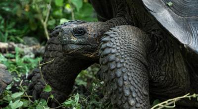 Imagen referencial tortugas terrestres en las islas Galápagos