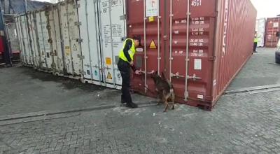 Inspección antidrogas con un perro entrenado en el puerto de Guayaquil, 12 de noviembre de 2023