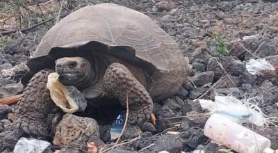 Una tortuga en la isla Santa Cruz ingiriendo desechos plásticos. 