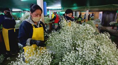 Imagen referencial de un vivero en Cuzubamba, 80 km al norte de Quito, parte de una empresa dedicada a la exportación de flores.