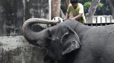 Imagen de archivo del elefante Mali en el zoo de Filipinas, en 2012.