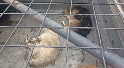 Perros rescatados en Quito el 1 de diciembre de 2023.
