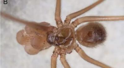 Imagen frontal de la araña Priscula pastaza, con una bolsa de huevos.