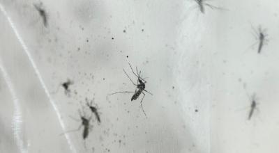 Imagen referencial sobre mosquitos