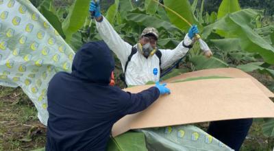 Imagen referencial de la fumigación de una hoja de la planta de banano con biocontroladores. 