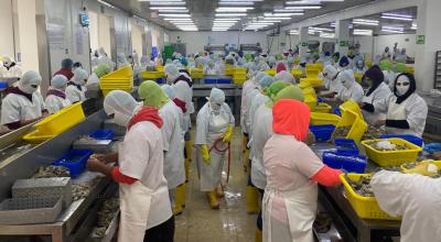 Trabajadores en una planta de camarón en Manabí. Foto del 22 de abril de 2023.
