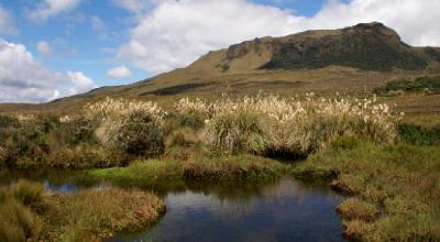 Imagen referencial del parque nacional Llanganates, donde se descubrió nueva especie de orquídea.