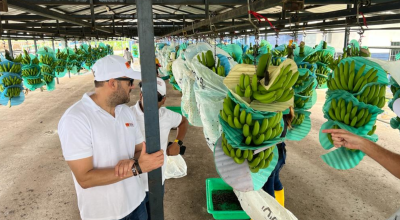 Finca bananera Don Polo, de la empresa Mundo Banana, en la provincia de Santa Elena, junio de 2023. 