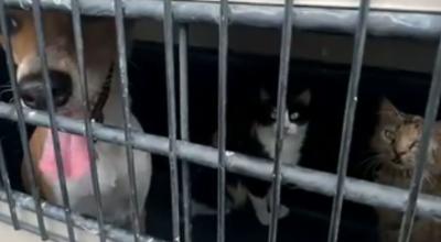 Un perro y dos gatos que fueron rescatados de una vivienda en Guayaquil el 17 de enero de 2024.