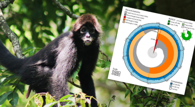 Composición gráfica del mono araña, y la estructura de su genoma, ensamblado por investigadoras ecuatorianas.