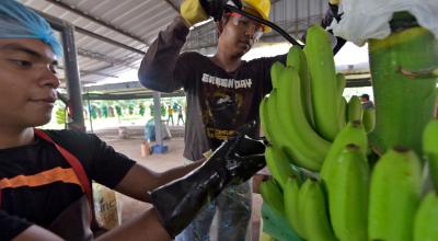 Imagen referencial de una finca bananera en Ecuador.