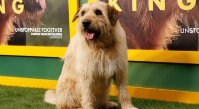 El perro Ukai asistió a la proyección especial de 'Arthur The King' y al evento de adopción de mascotas en el AMC Century City Cinema de Los Ángeles, el 19 de febrero de 2024.