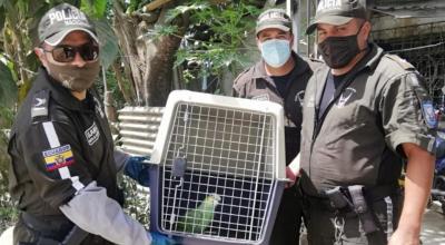 Agentes de la Policía Nacional rescataron una lora amazona alinaranja, en Santa Rosa, provincia de El Oro.