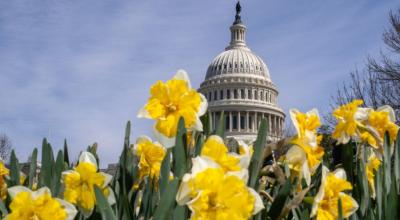 Flores de primavera en Washington, Estados Unidos, el 18 de marzo de 2024.