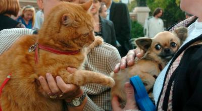Un gato y un perro chihuahua en manos de sus dueños en una foto de archivo.
