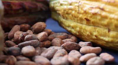 Imagen referencial de granos de cacao. 