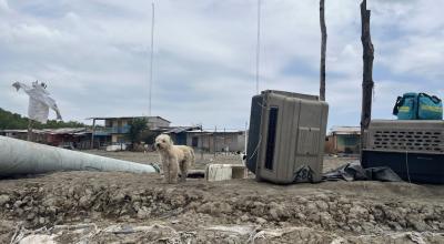 El Municipio informó del rescate de tres perros y un gato en Puerto Arturo, comunidad abandonada en el Golfo de Guayaquil.