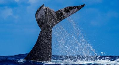 La nueva "Reserva Nacional Mar Tropical de Grau", creada por Perú, protege una de las rutas de las ballenas jorobadas.