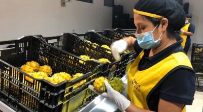 Una trabajadora de Finca Procel, exportadora de pitahaya a China y otros mercados. 