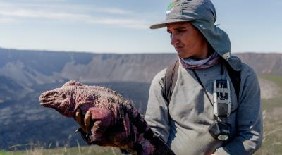 Investigador sostiene una iguana Rosada en el volcán Wolf.