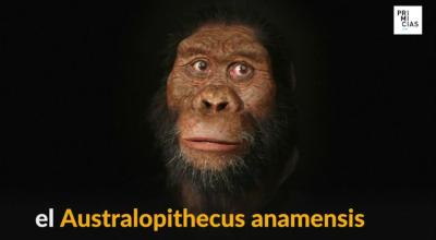 Australopithecus anamensis